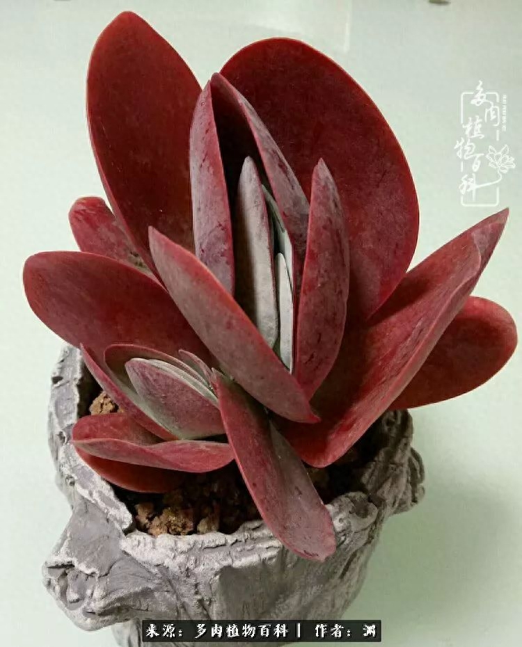 多肉火祭怎么繁殖視頻_多肉火祭怎么養成多頭_多肉火祭的繁殖方法