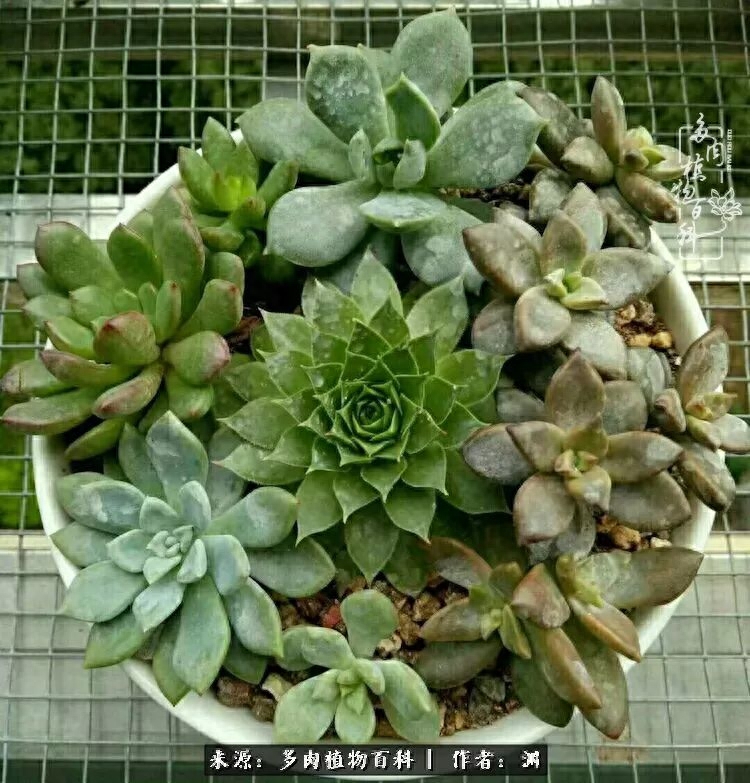 多肉火祭的繁殖方法_多肉火祭怎么養成多頭_多肉火祭怎么繁殖視頻