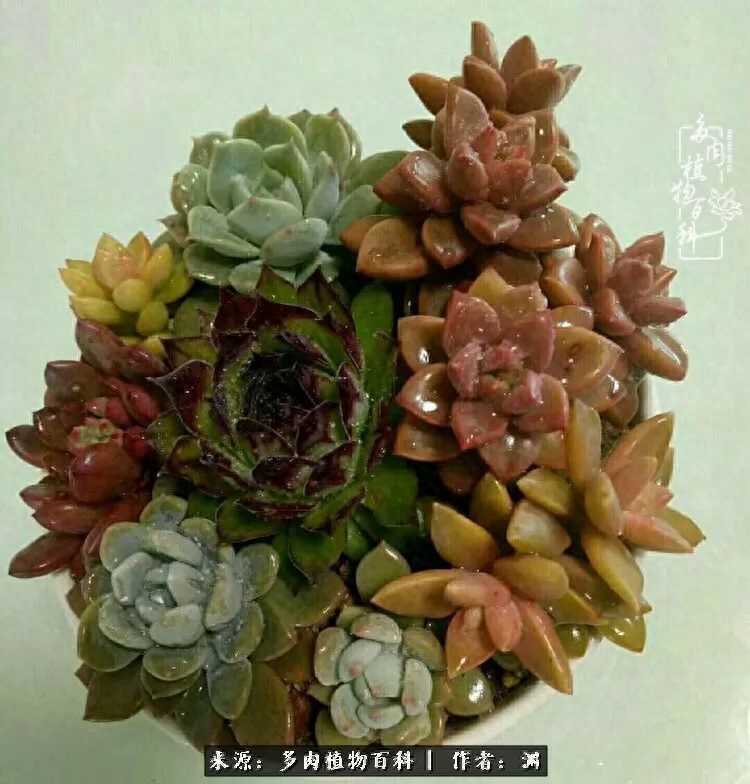 多肉火祭怎么養成多頭_多肉火祭怎么繁殖視頻_多肉火祭的繁殖方法