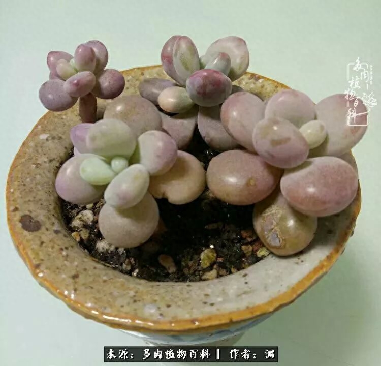 多肉火祭怎么繁殖視頻_多肉火祭怎么養成多頭_多肉火祭的繁殖方法