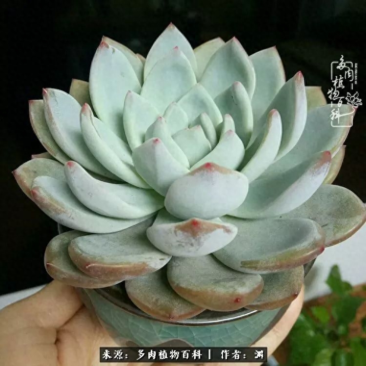 多肉火祭的繁殖方法_多肉火祭怎么養成多頭_多肉火祭怎么繁殖視頻