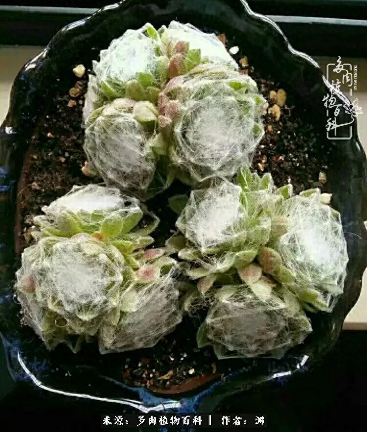 多肉火祭的繁殖方法_多肉火祭怎么養成多頭_多肉火祭怎么繁殖視頻