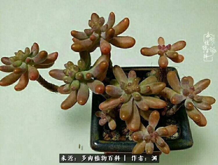 多肉火祭的繁殖方法_多肉火祭怎么繁殖視頻_多肉火祭怎么養成多頭