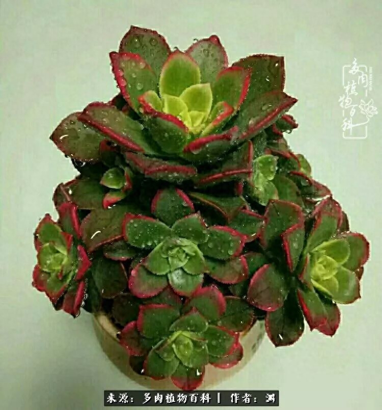 多肉火祭怎么繁殖視頻_多肉火祭的繁殖方法_多肉火祭怎么養成多頭