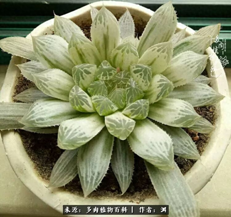 多肉火祭怎么養成多頭_多肉火祭的繁殖方法_多肉火祭怎么繁殖視頻