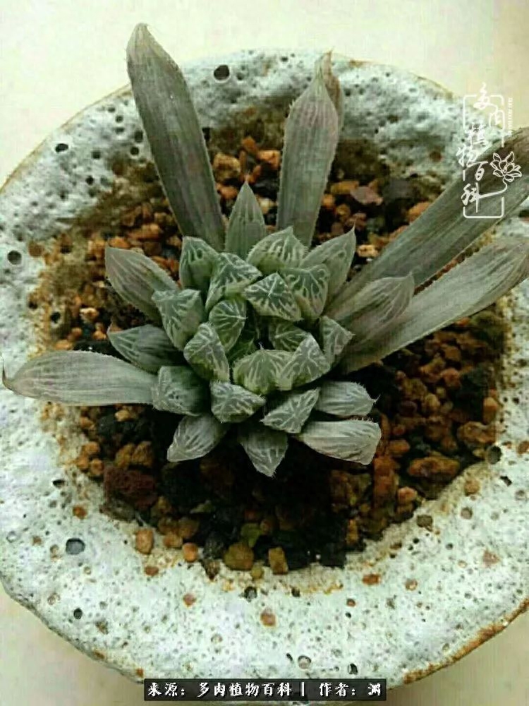 多肉火祭怎么繁殖視頻_多肉火祭的繁殖方法_多肉火祭怎么養成多頭