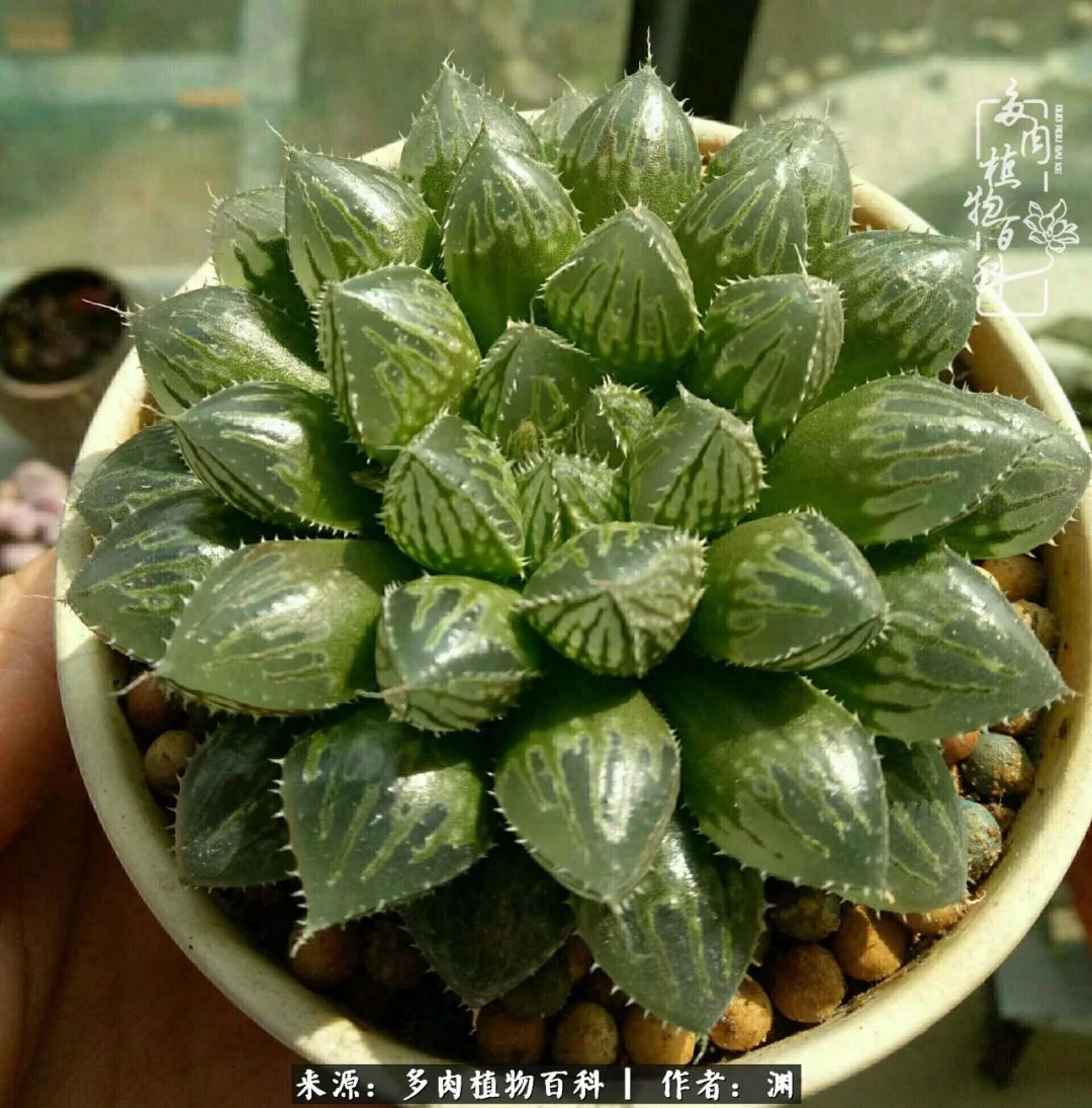 多肉火祭怎么繁殖視頻_多肉火祭的繁殖方法_多肉火祭怎么養成多頭