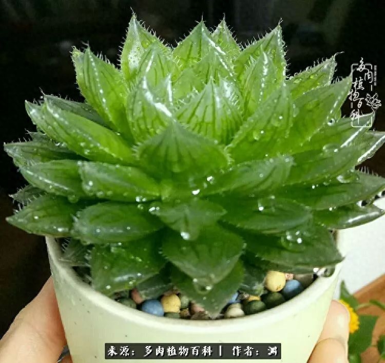 多肉火祭的繁殖方法_多肉火祭怎么養成多頭_多肉火祭怎么繁殖視頻