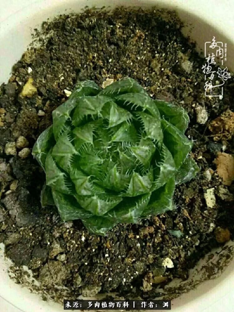 多肉火祭怎么養成多頭_多肉火祭的繁殖方法_多肉火祭怎么繁殖視頻