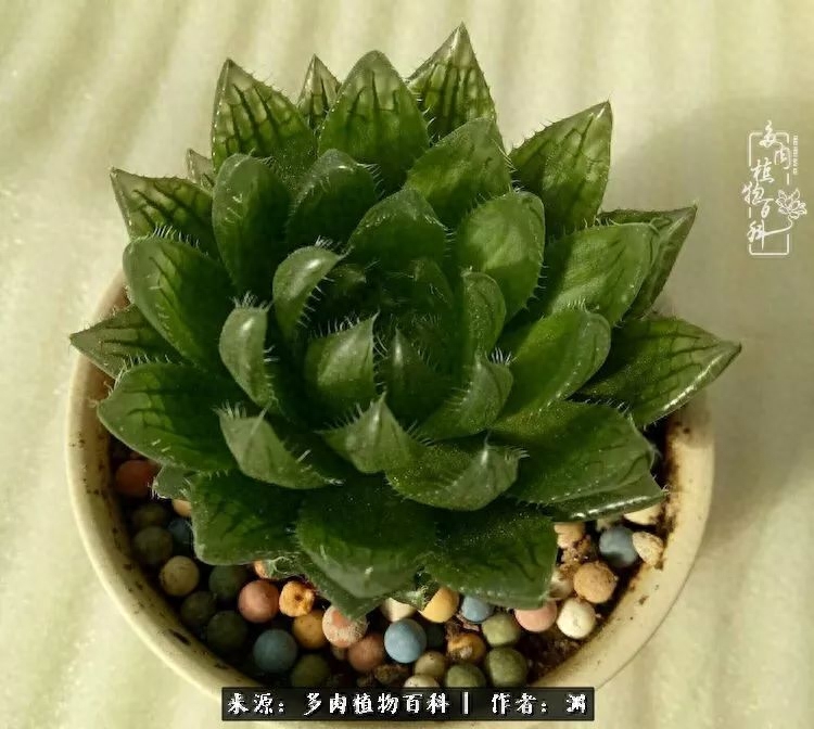 多肉火祭怎么繁殖視頻_多肉火祭怎么養成多頭_多肉火祭的繁殖方法