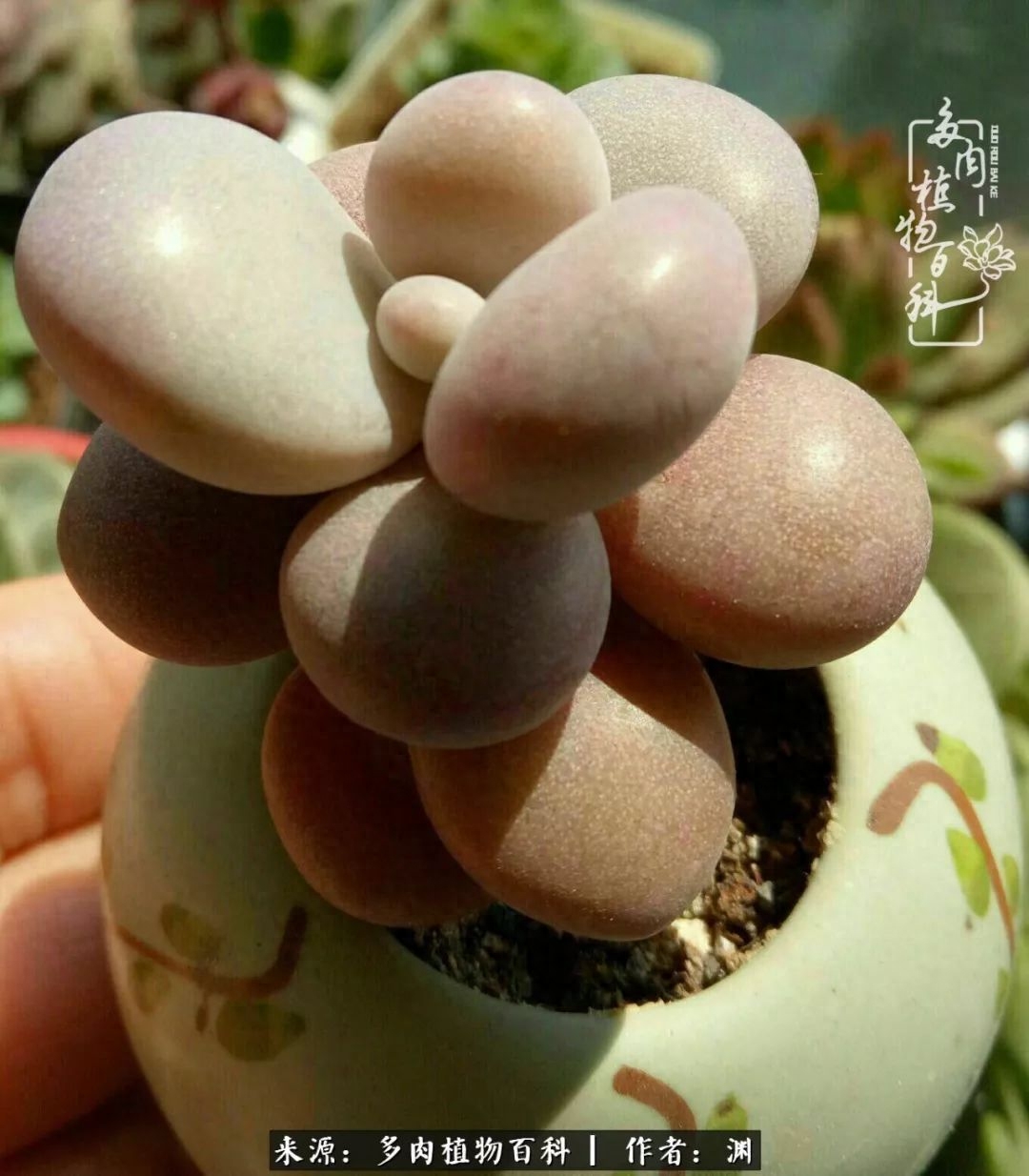 多肉火祭怎么養成多頭_多肉火祭的繁殖方法_多肉火祭怎么繁殖視頻