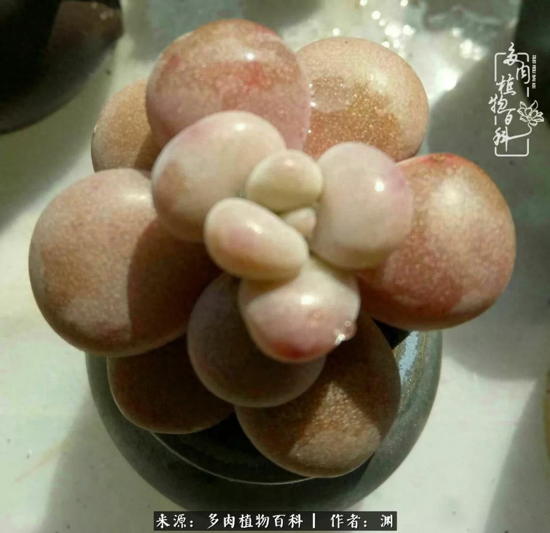 多肉火祭怎么繁殖視頻_多肉火祭的繁殖方法_多肉火祭怎么養成多頭