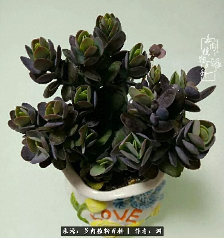 多肉火祭怎么養成多頭_多肉火祭的繁殖方法_多肉火祭怎么繁殖視頻