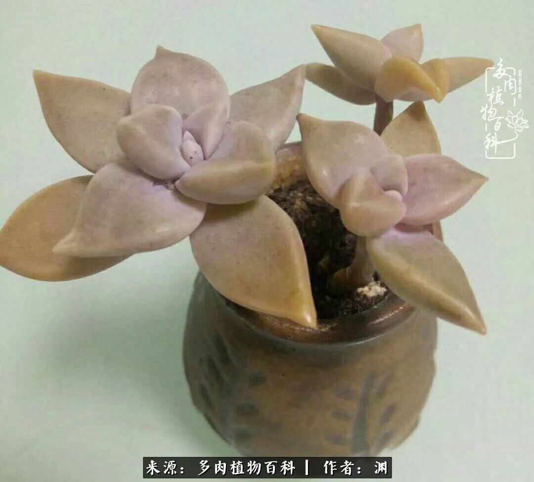 多肉火祭怎么養成多頭_多肉火祭的繁殖方法_多肉火祭怎么繁殖視頻