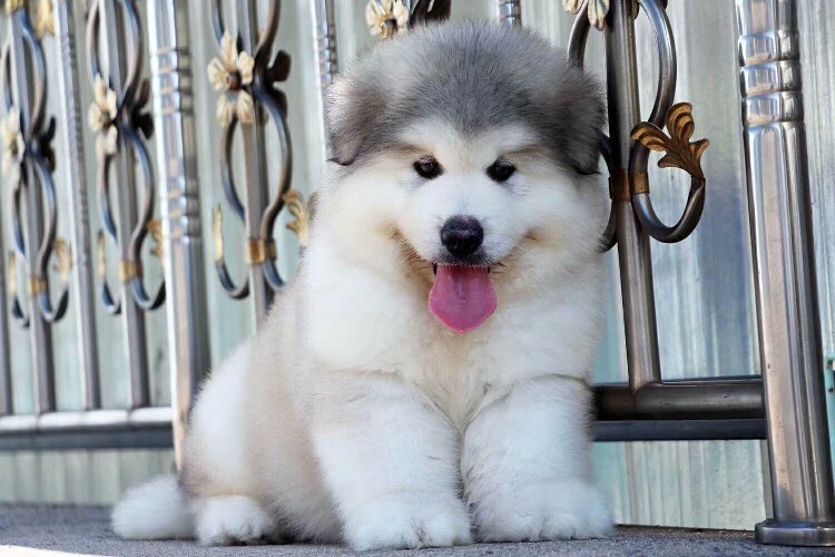 西安巨型阿拉斯加幼崽多少錢一只正規(guī)狗舍繁殖保健康純種