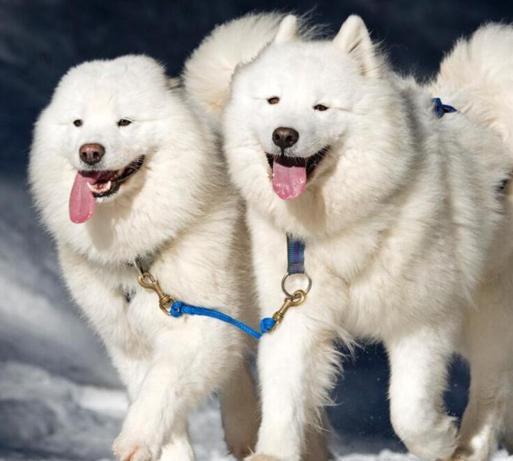 幼犬阿拉斯加多少錢一只_阿拉斯加小狗崽多少錢一只_阿拉斯加犬多少錢一只幼崽