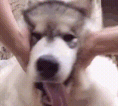 網(wǎng)上買狗可靠嗎_網(wǎng)上買狗騙局_可靠狗網(wǎng)上買的可靠嗎