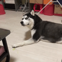 網(wǎng)上買狗可靠嗎_網(wǎng)上買狗騙局_可靠狗網(wǎng)上買的可靠嗎