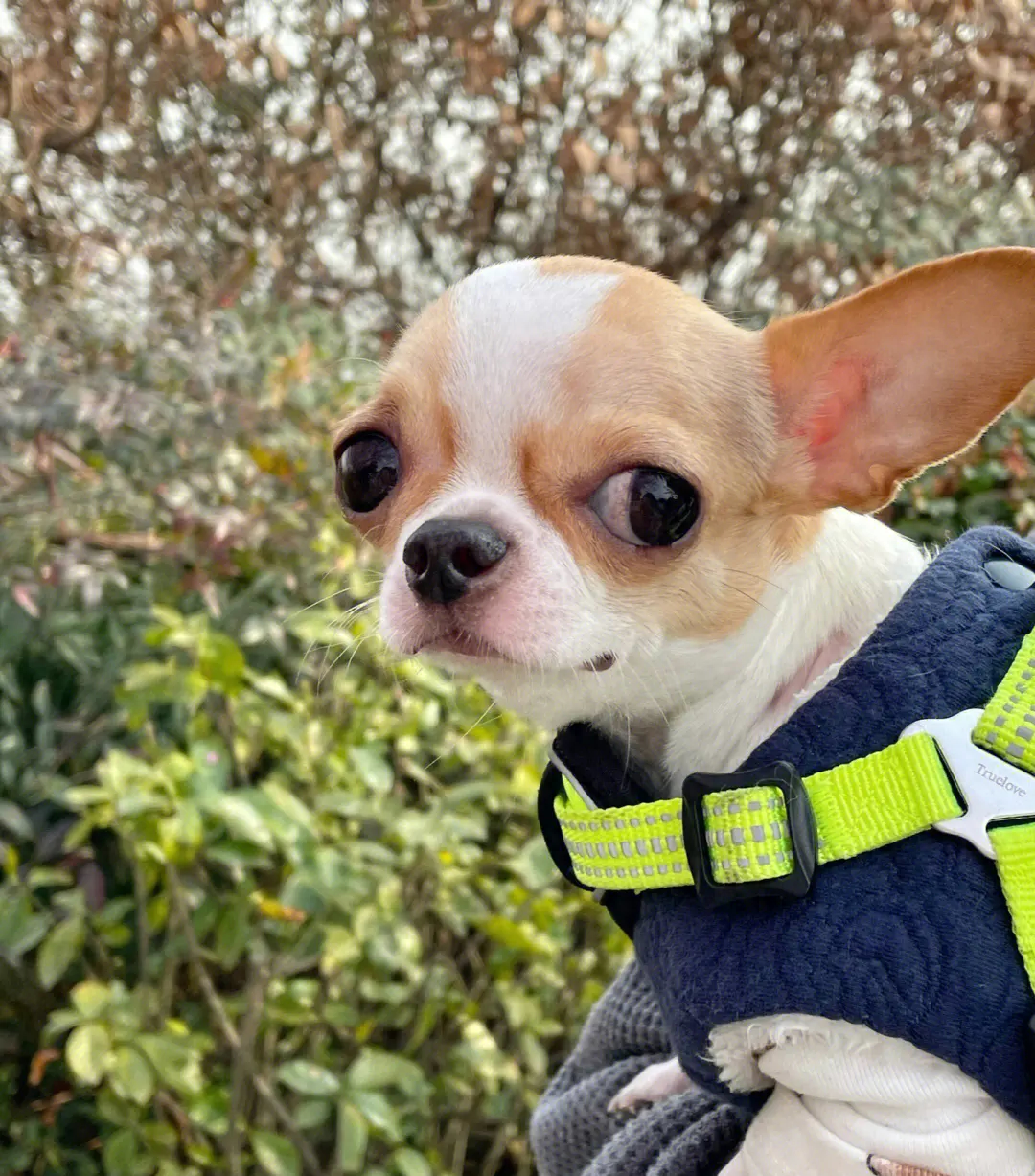 可靠狗網(wǎng)上買的可靠嗎_網(wǎng)上買狗騙局_網(wǎng)上買狗可靠嗎