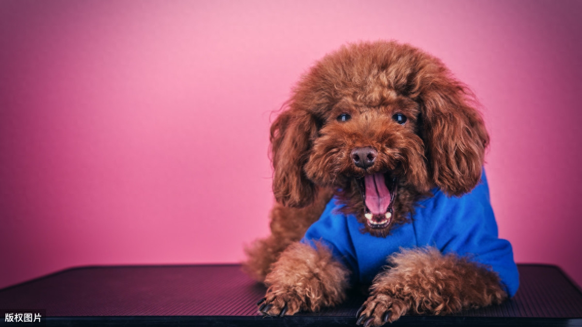 泰迪狗一只多少錢_泰迪狗錢只_泰迪go