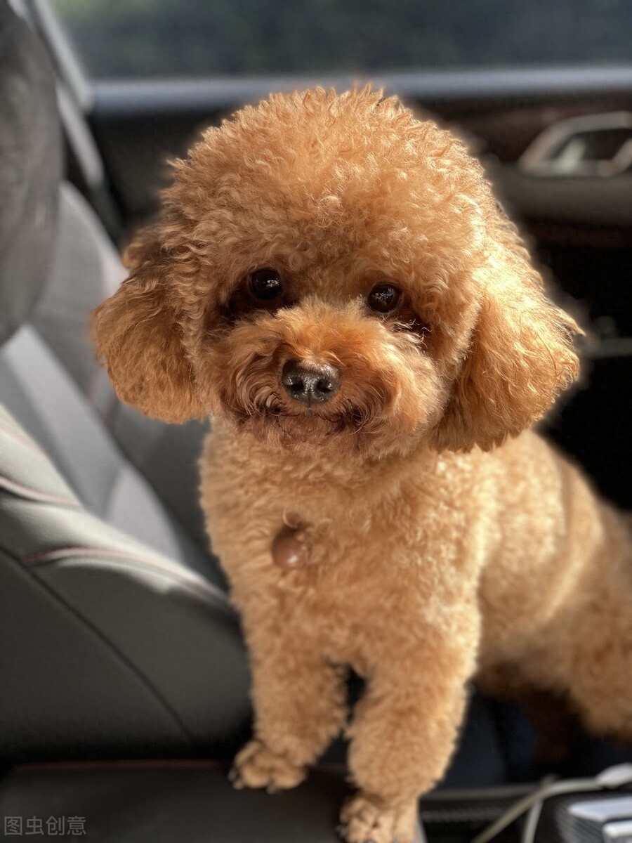 這輩子養一只泰迪犬，真的很值