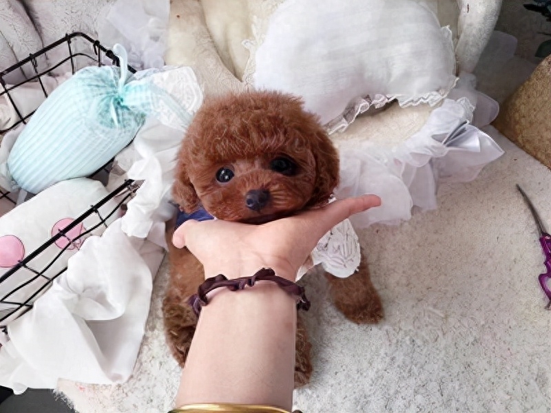 泰迪狗錢只_泰迪狗一只多少錢_泰迪go