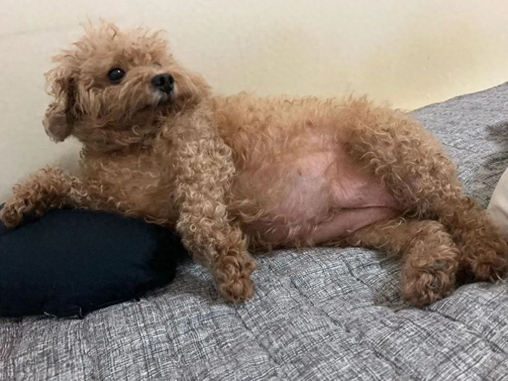 teddy泰迪幣_(tái)泰迪go_泰迪狗一只多少錢