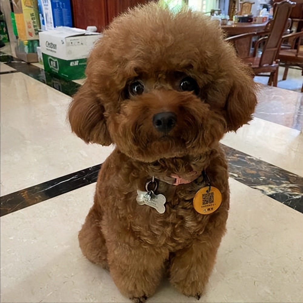 泰迪go_teddy泰迪幣_(tái)泰迪狗一只多少錢