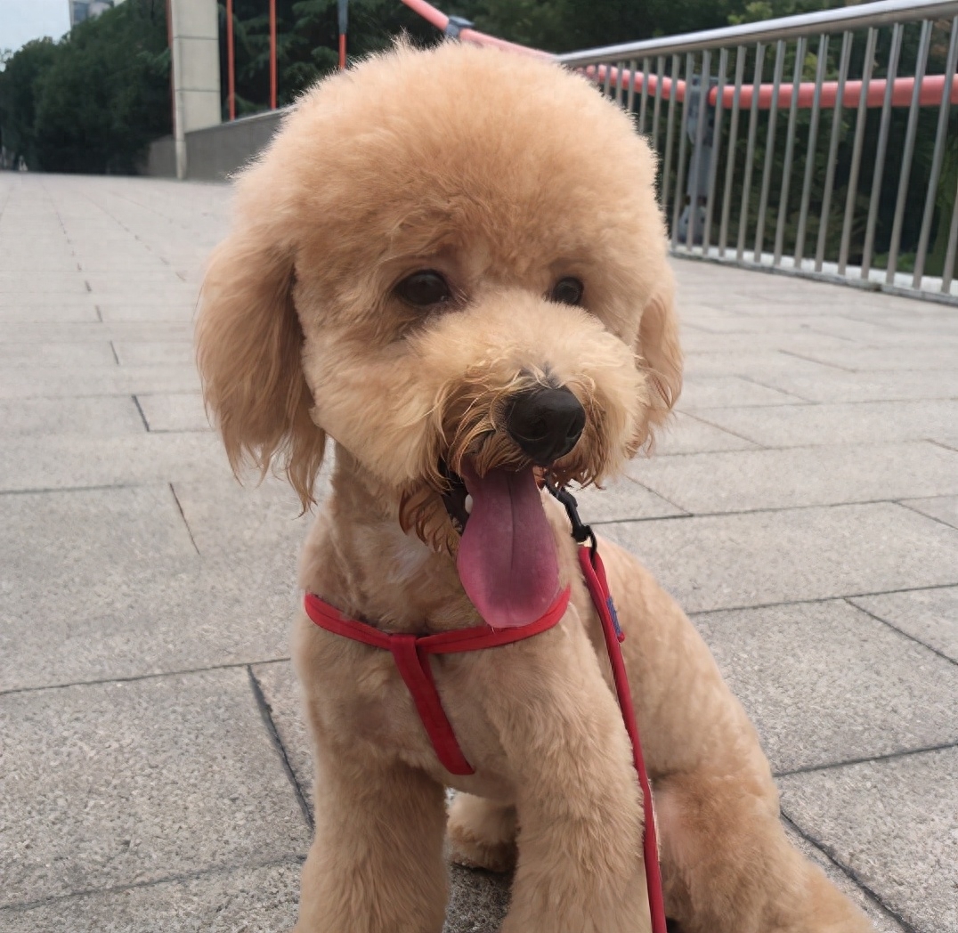 泰迪go_teddy泰迪幣_(tái)泰迪狗一只多少錢