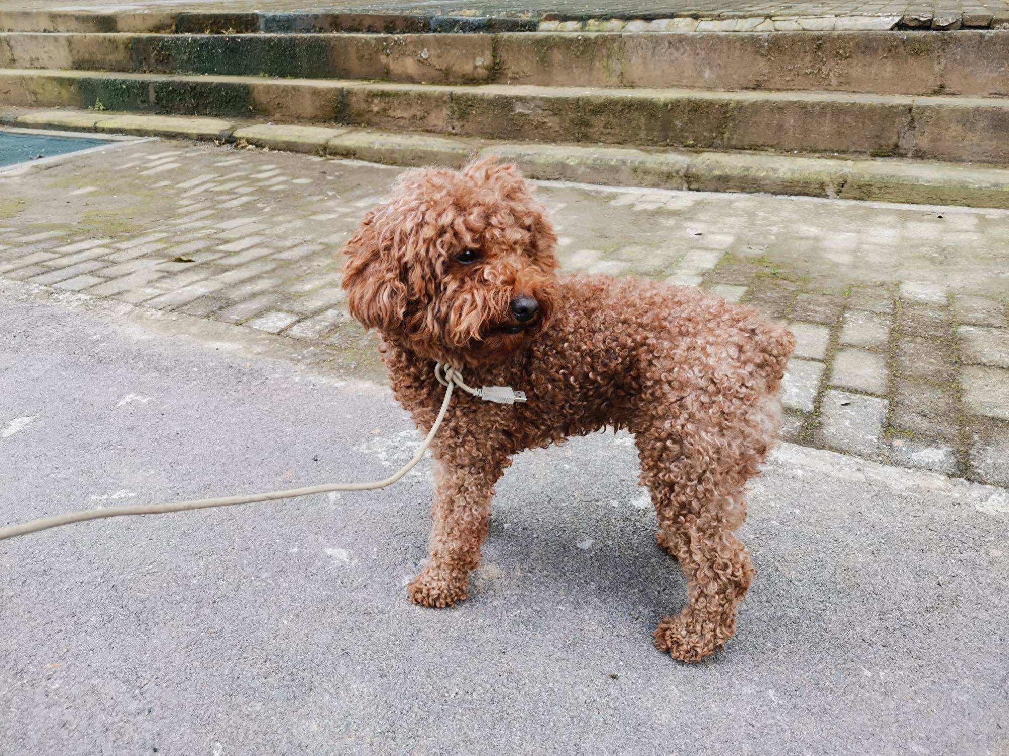 為什么“泰迪”頻頻被棄養？網友：這幾點真的受不了