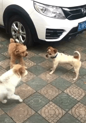 泰迪狗一只多少錢_泰迪go_泰迪dog