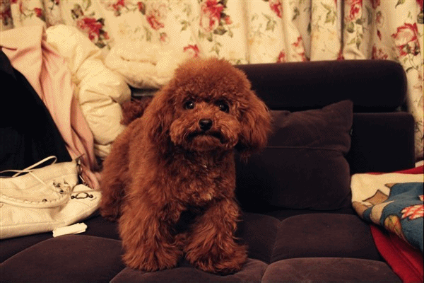 泰迪dog_泰迪狗一只多少錢_泰迪go