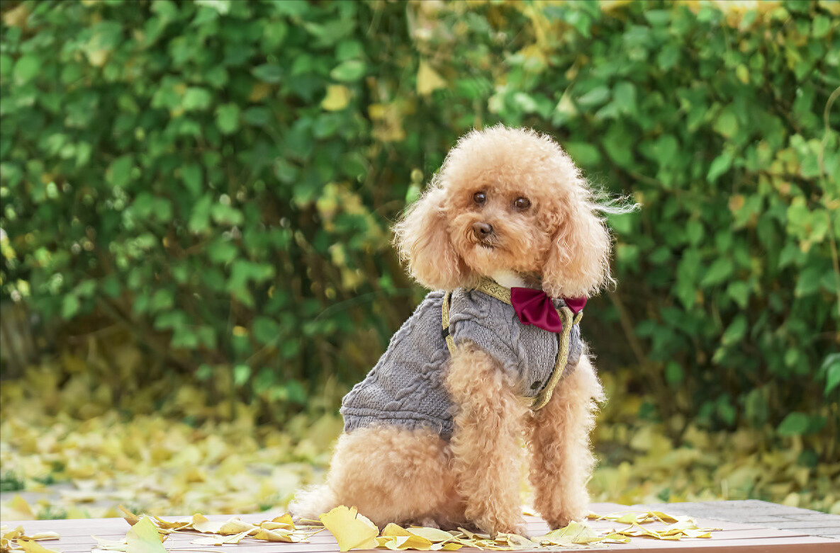 泰迪狗一只多少錢_泰迪go_泰迪dog