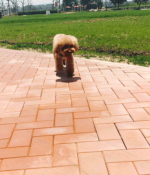 泰迪狗一只多少錢_泰迪dog_泰迪go