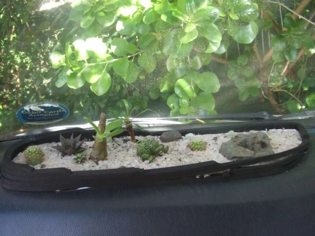 多肉放在車?yán)飼?huì)不會(huì)死_車內(nèi)種多肉_多肉放車?yán)飼?huì)悶壞嗎
