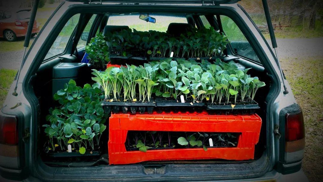 車內(nèi)種多肉_多肉放車?yán)飼?huì)悶壞嗎_多肉放在車?yán)飼?huì)不會(huì)死