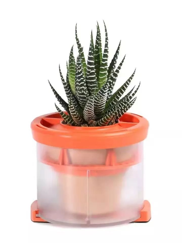 車內(nèi)種多肉_多肉放車?yán)飼?huì)悶壞嗎_多肉放在車?yán)飼?huì)不會(huì)死