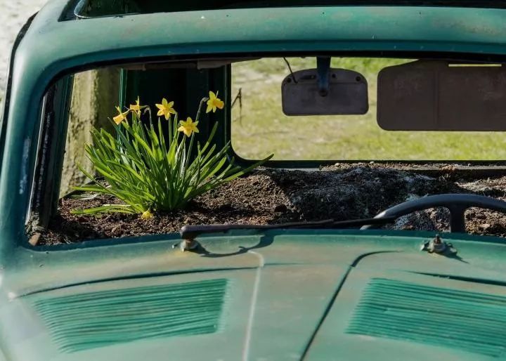 多肉放在車?yán)飼?huì)不會(huì)死_車內(nèi)種多肉_多肉放車?yán)飼?huì)悶壞嗎