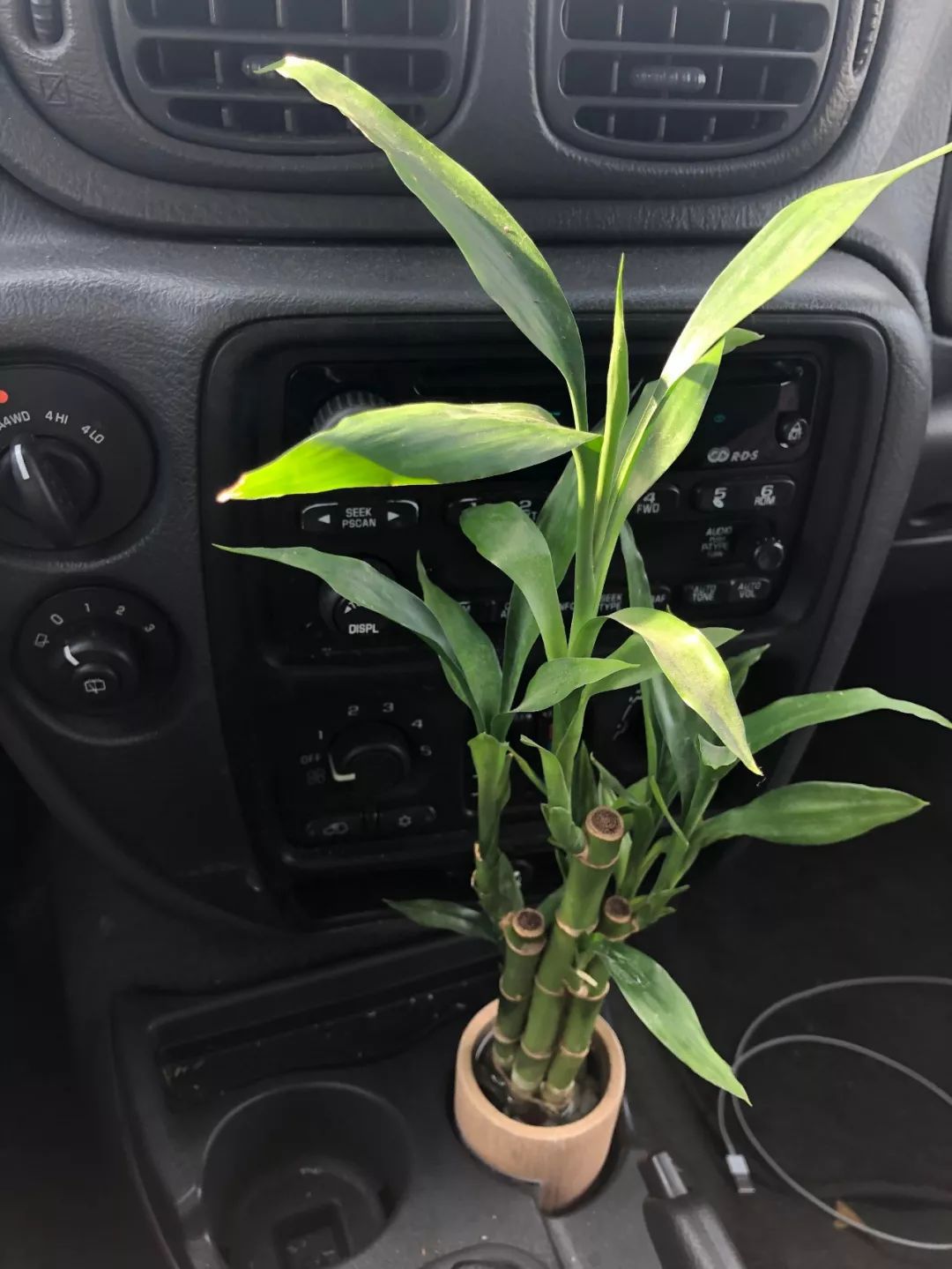 車內(nèi)種多肉_多肉放在車?yán)飼?huì)不會(huì)死_多肉放車?yán)飼?huì)悶壞嗎