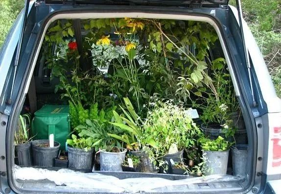 多肉放車?yán)飼?huì)悶壞嗎_車內(nèi)種多肉_多肉放在車?yán)飼?huì)不會(huì)死