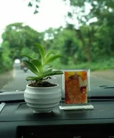 車內(nèi)種多肉_多肉放在車?yán)飼?huì)不會(huì)死_多肉放車?yán)飼?huì)悶壞嗎