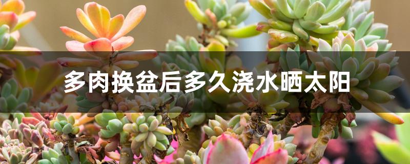 多肉換盆后多久澆水曬太陽