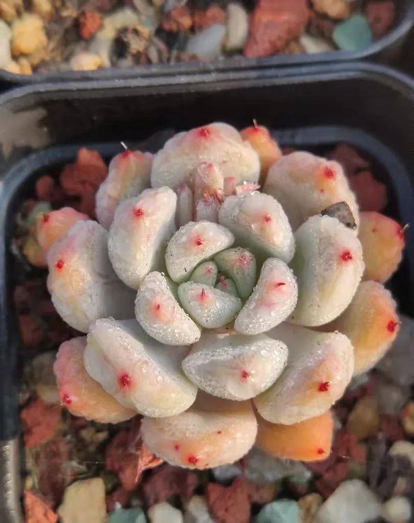 多肉有幾種品種_多肉有好多品種_多肉有些什么品種