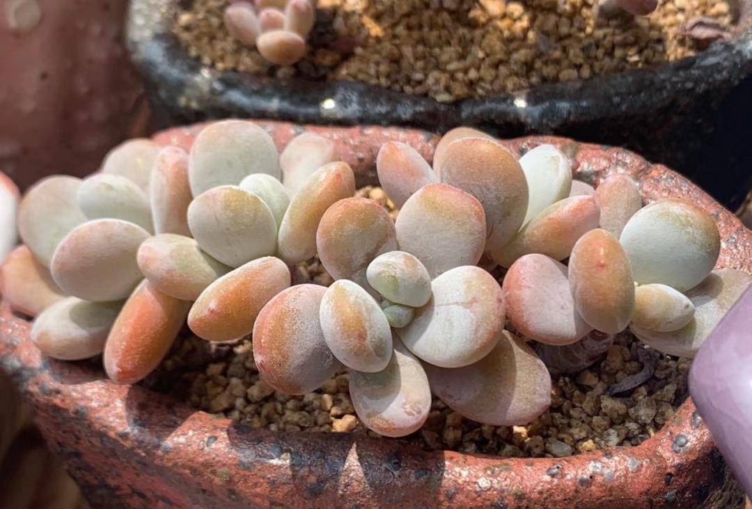 多肉有幾種品種_多肉有些什么品種_多肉有好多品種