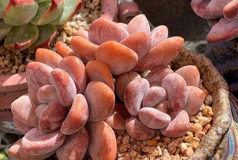 多肉有幾種品種_多肉有些什么品種_多肉有好多品種