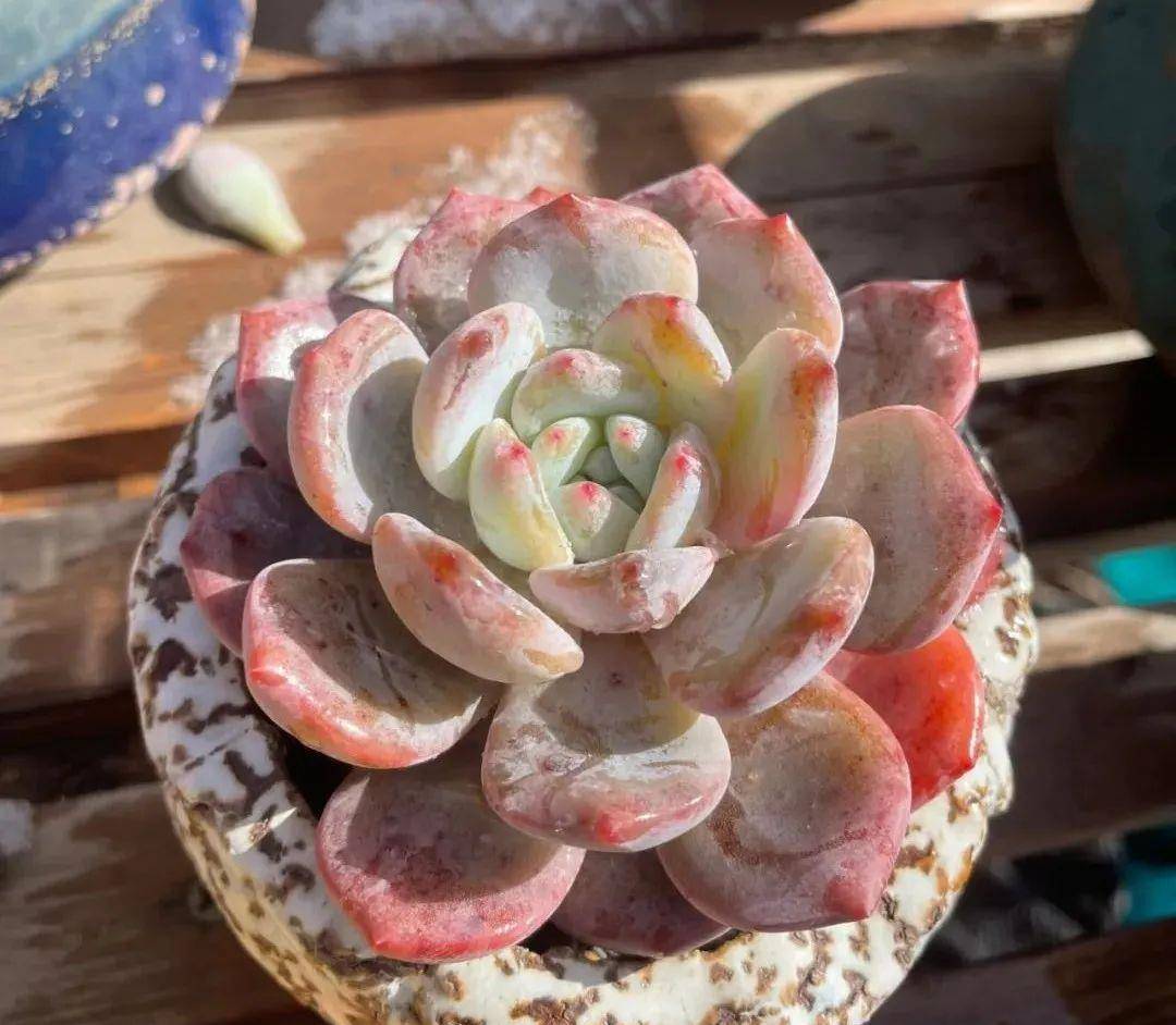 多肉有幾種品種_多肉有好多品種_多肉有些什么品種