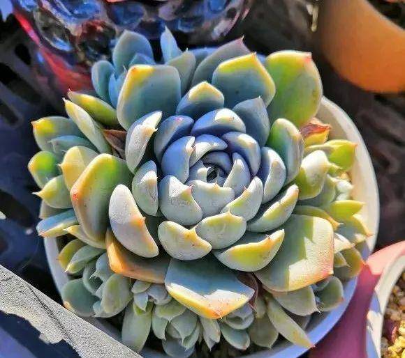 多肉有幾種品種_多肉有些什么品種_多肉有好多品種