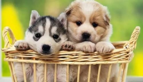 100個招財狗狗名字黑色 100個招財狗狗名字好聽的名字