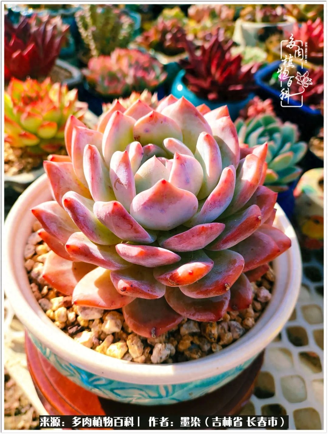 淡雪多肉怎么養(yǎng)_多肉植物淡雪好養(yǎng)嗎_多肉淡雪徒長怎么辦