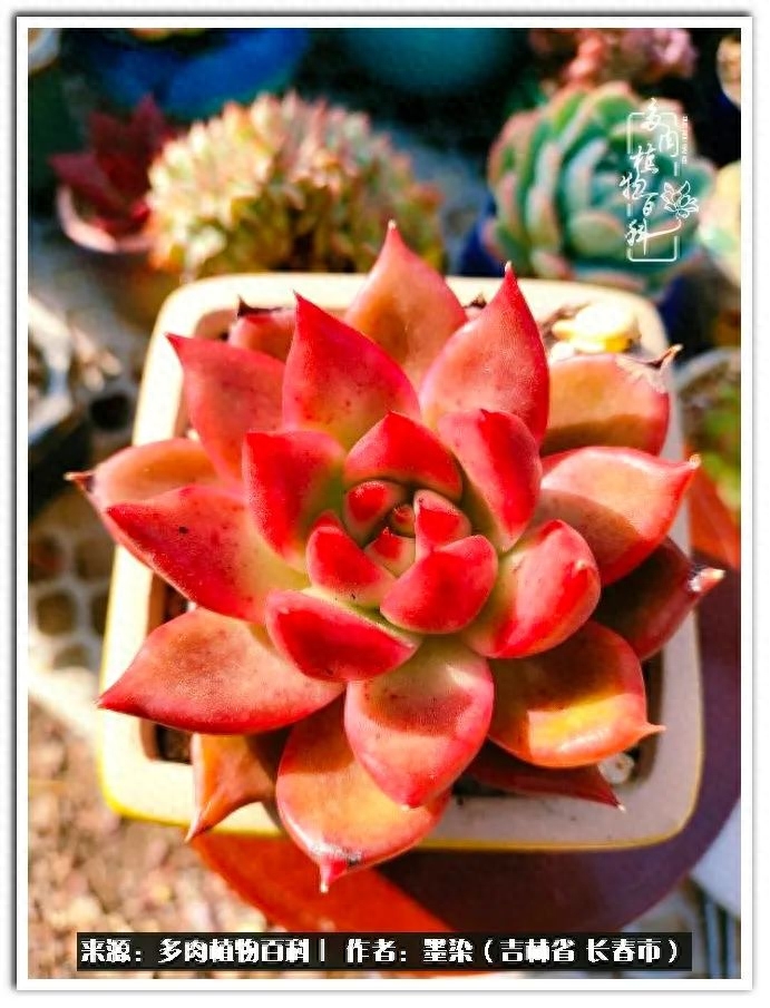 淡雪多肉怎么養(yǎng)_多肉植物淡雪好養(yǎng)嗎_多肉淡雪徒長怎么辦